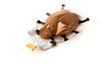 Die Maikäfer Marzipanfigur von rosmarin BIOBACK läutet den Frühling ein! Bestes Marzipan in niedlicher Form - was will man mehr? Die Marzipanfigur ist nicht nur zu Ostern garantiert ein Hit!